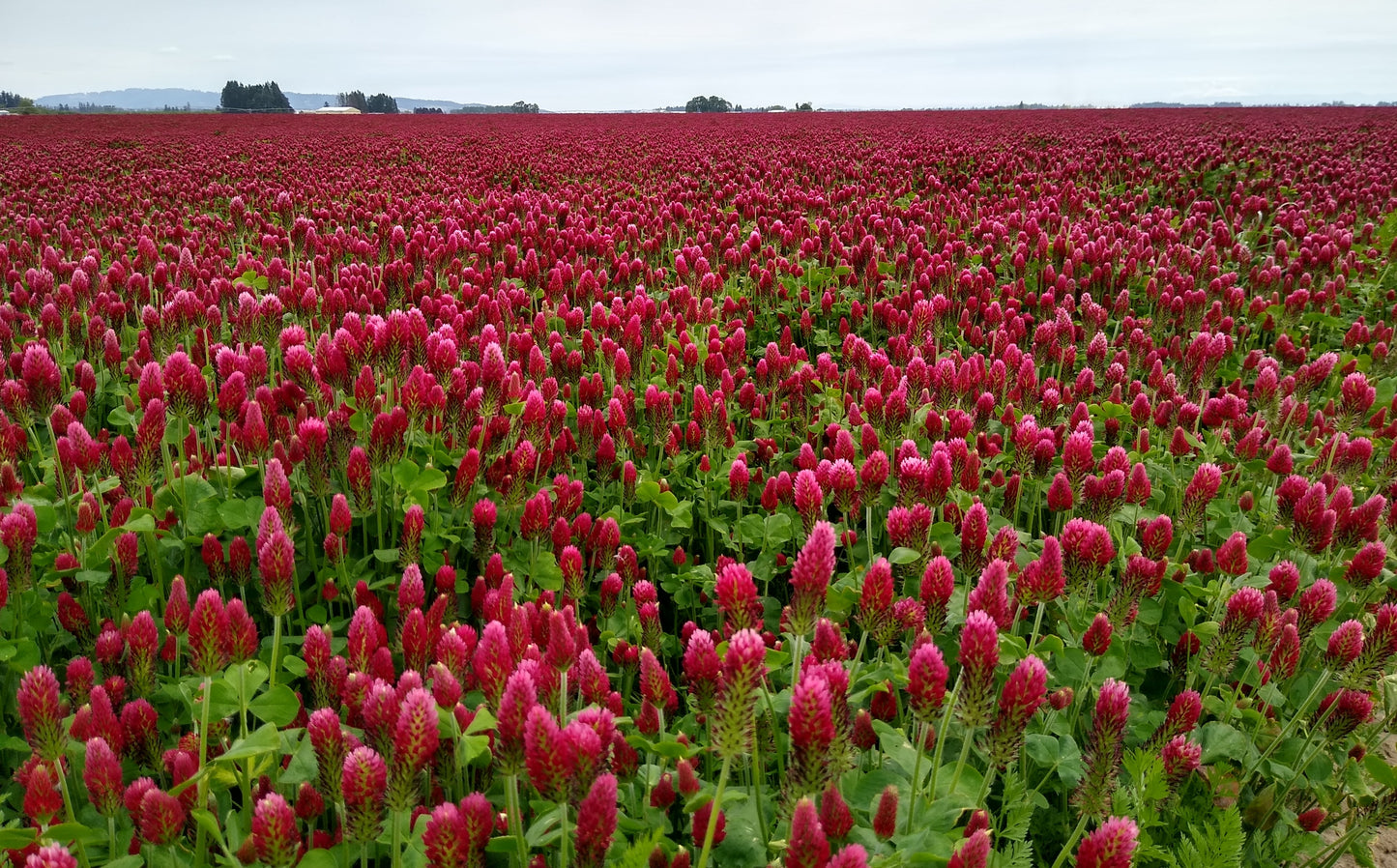 Crimson Italian Clover (Trifolium incarnatum)