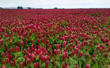 Crimson Italian Clover (Trifolium incarnatum)