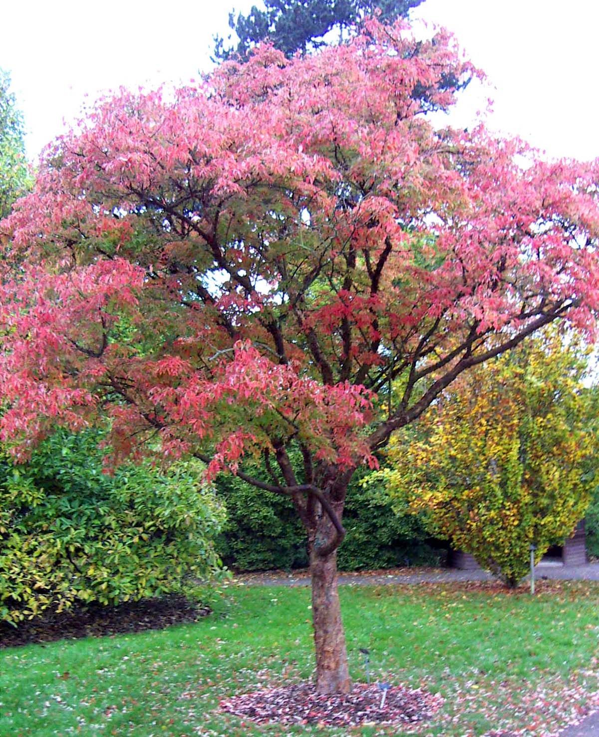 Paperbark Maple (Acer griseum dewinged)