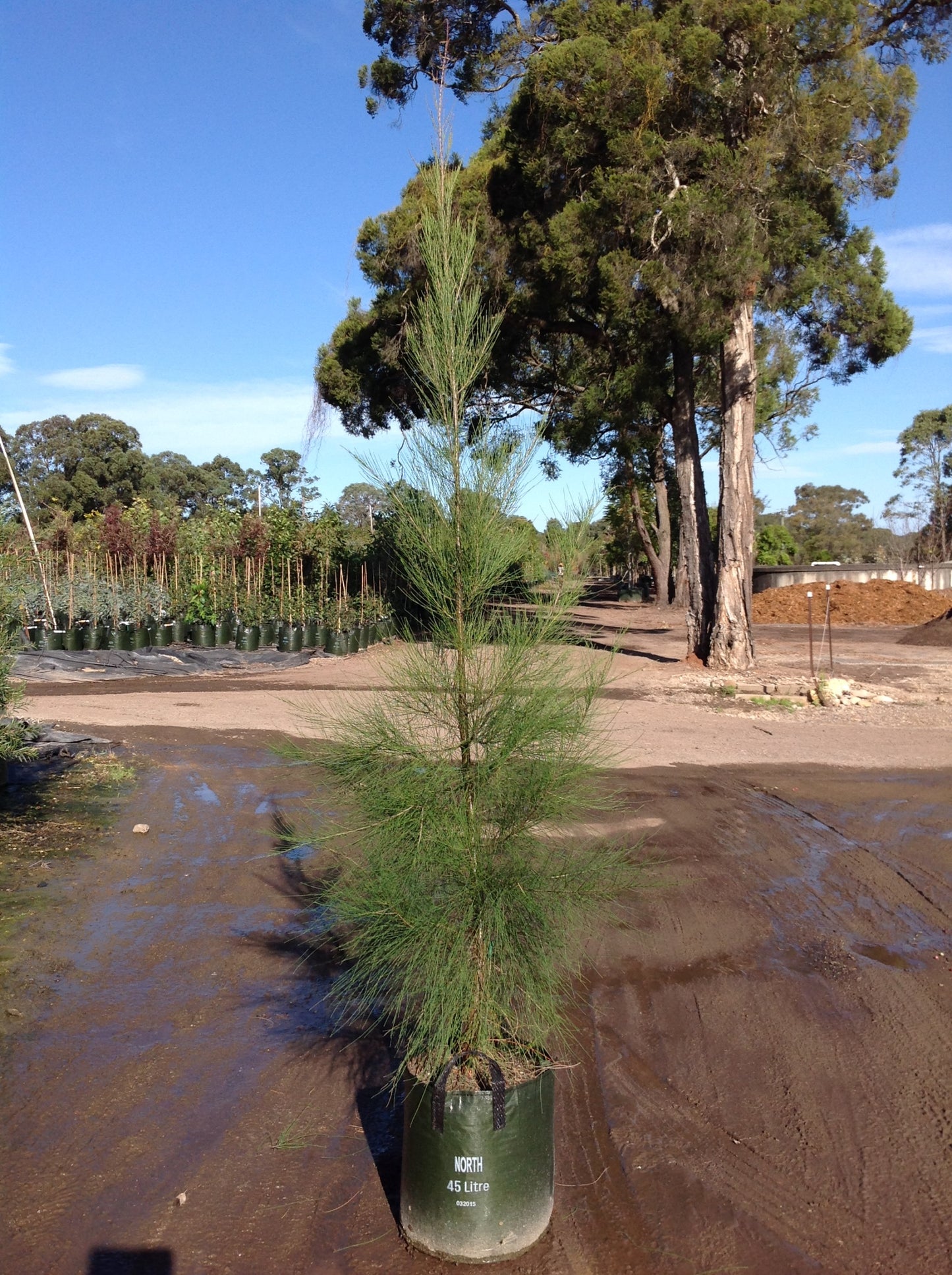 Australian Pine Beefwood Creek Oak Kasa River Casuarina Sheoak (Casuarina cunninghamiana)