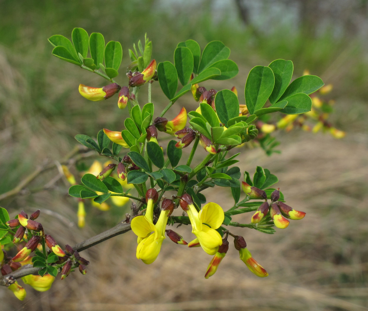 Scorpion Senna (Hippocrepis emerus)