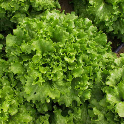 Salad Bowl Lettuce (Lactuca sativa 'Salad Bowl')