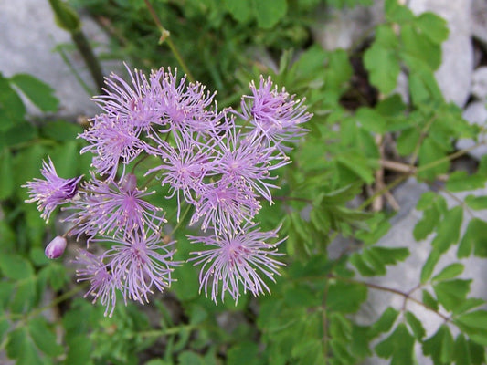Columbine Meadow-rue Rue (Thalictrum aquilegifolium)