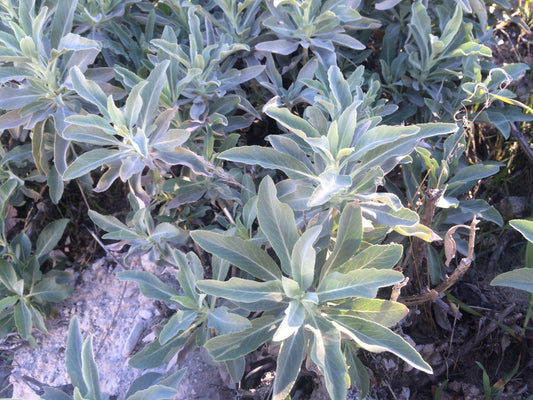 Bee Sage Sacred Sage (Salvia apiana)