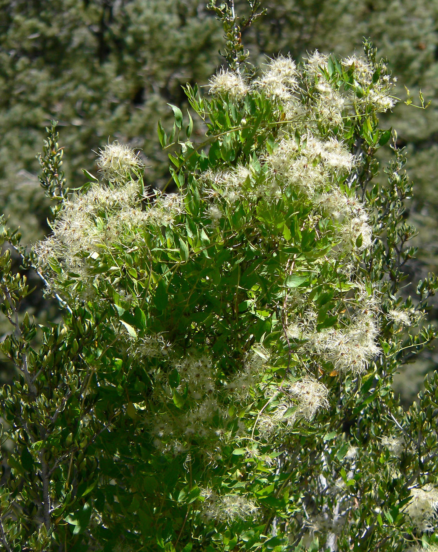 Old-mans Beard Vine Western Clematis Virgins Bower Yerba De Chiva (Clematis ligusticifolia)