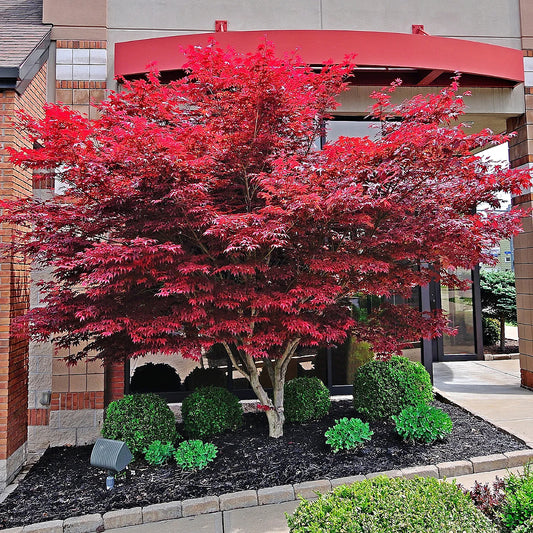 Red Maple (Acer palmatum ssp. matsumurae 'Atropurpureum' dry seed)