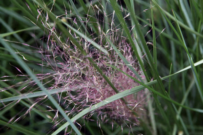 Pink Muhlygrass Gulf Muhly Hairawn Grass Pink Hair Grass (Muhlenbergia capillaris)
