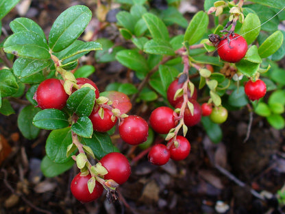 Cowberry Foxberry Lingonberry Cranberry Partridgeberry (Vaccinium vitis-idaea)