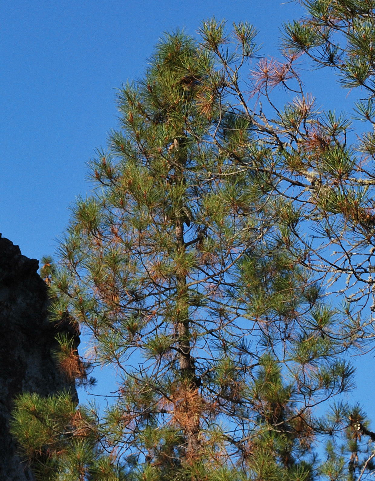 Knobcone X Monterey Pine (Pinus attenuata var. X radiata)