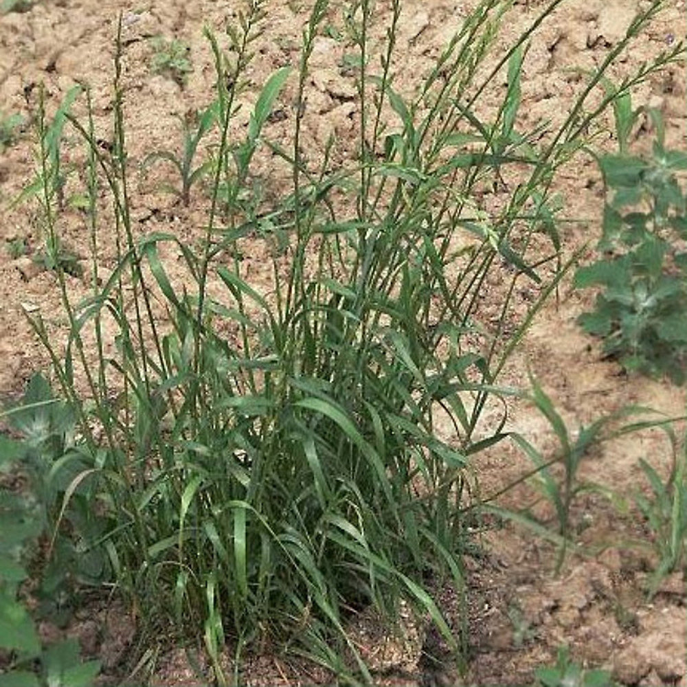 Annual Ryegrass Rye Grass Rye-grass Ryegrass (Lolium multiflorum ...