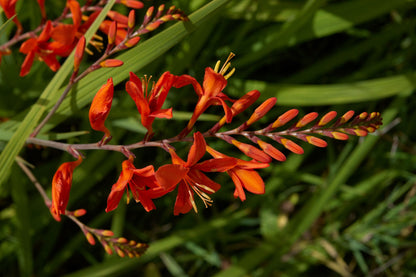 Montbretia (Crocosmia 'Lucifer')