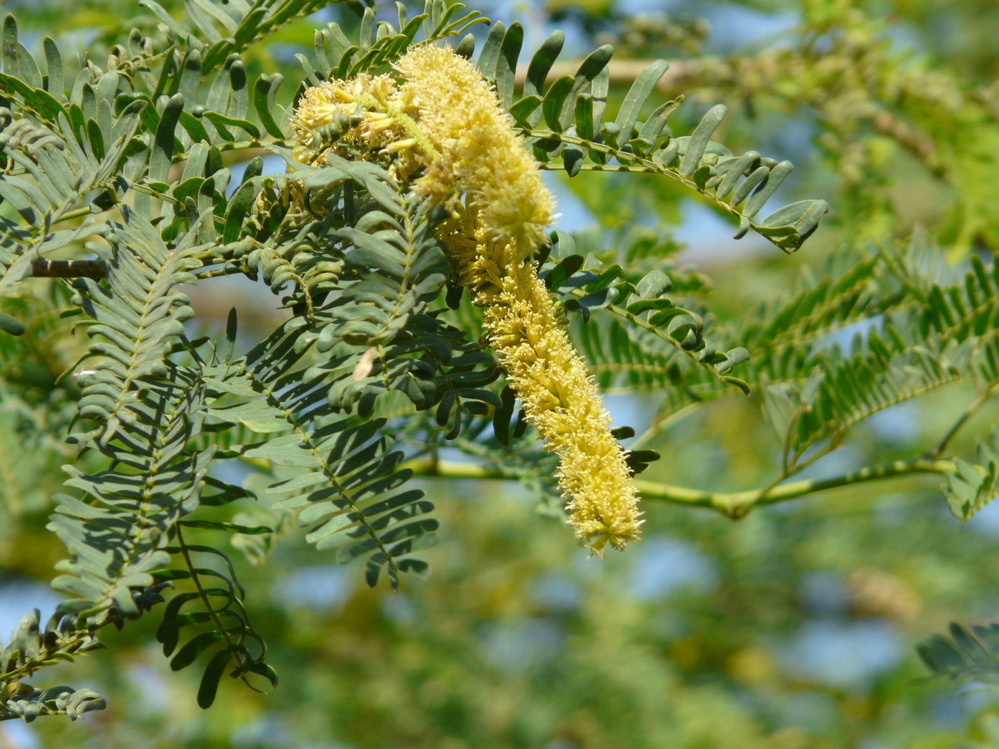 Algarrobo Mesquite (Prosopis juliflora)