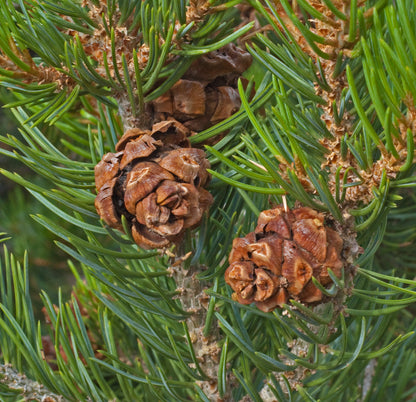 Colorado Pinyon Pine Two Needle (Pinus edulis)
