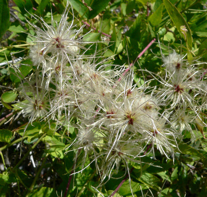 Old-mans Beard Vine Western Clematis Virgins Bower Yerba De Chiva (Clematis ligusticifolia)