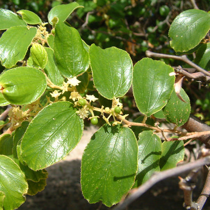 Indian Jujube (Ziziphus mauritiana)