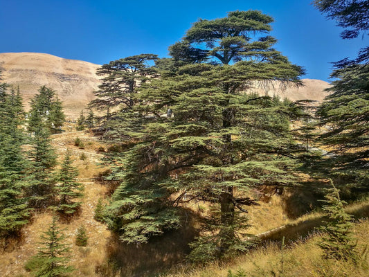 Cedar Of Lebanon (Cedrus libani)