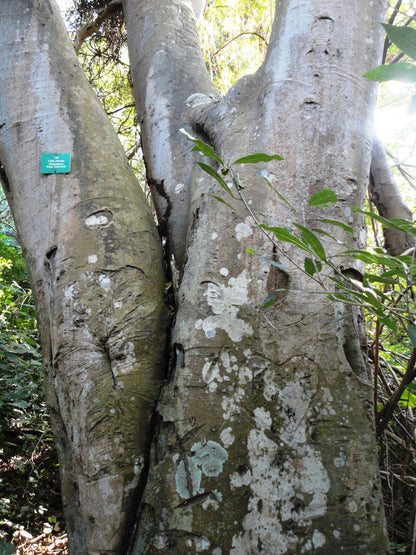 African Hackberry Stinkwood (Celtis africana)