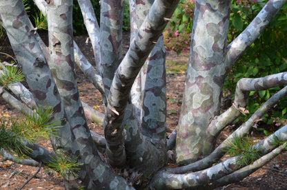 Bunge's Lace Bark Pine (Pinus bungeana)
