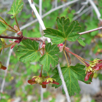 Douglas Maple Rocky Mountain Maple (Acer glabrum)