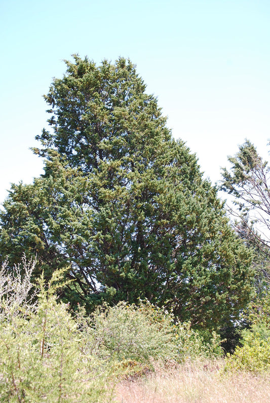 Guadalupe Guadeloupe Cypress (Hesperocyparis guadalupensis)