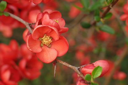 Dwarf Flowering Quince Japanese Maules Quince (Chaenomeles japonica)