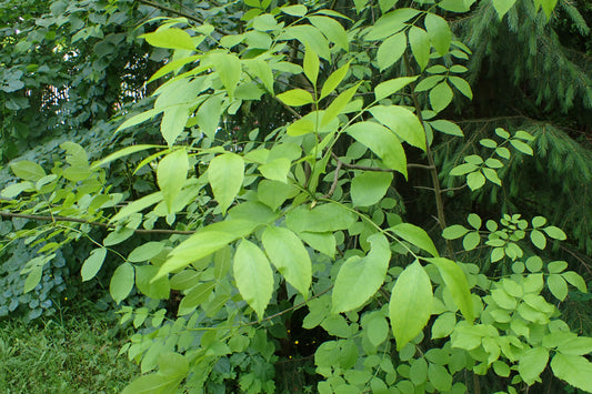 Texas Ash (Fraxinus texensis)