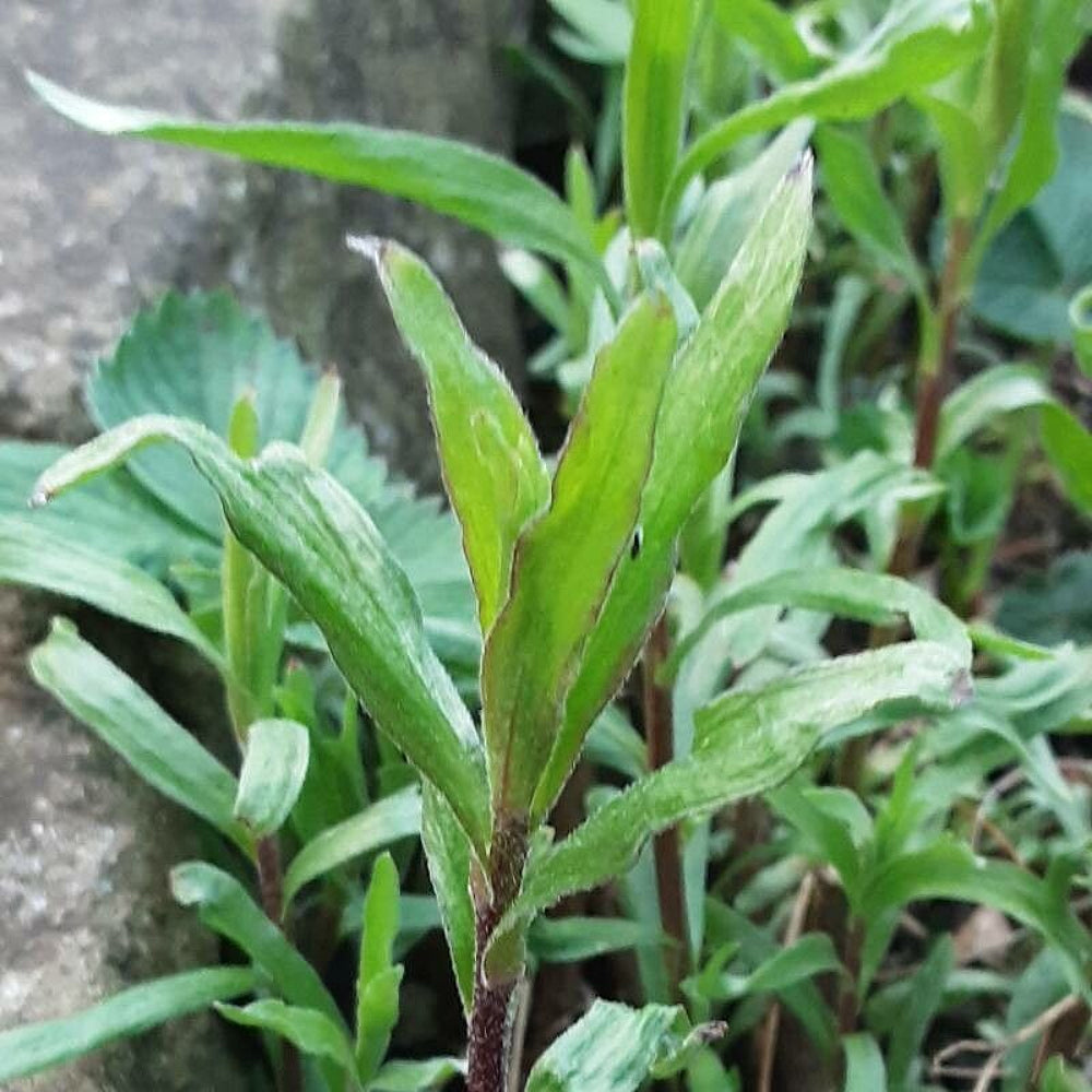 Dragon Herb Tarragon (Artemisia dracunculus)