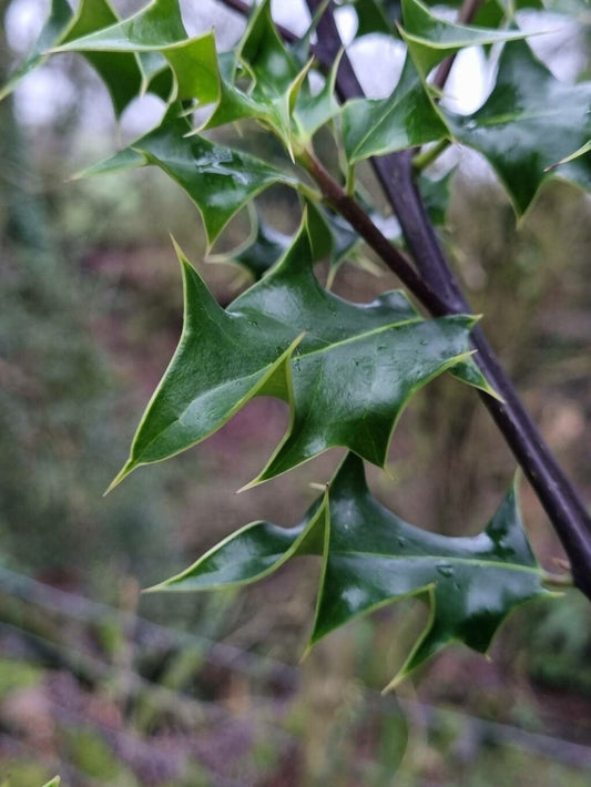 Chinese Holly (Ilex cornuta)