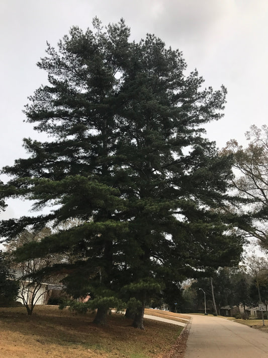 Spruce Pine (Pinus glabra)