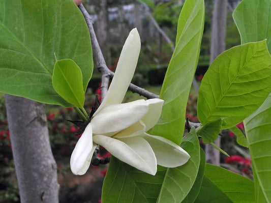 Blooming Magnolia (Magnolia chapensis)