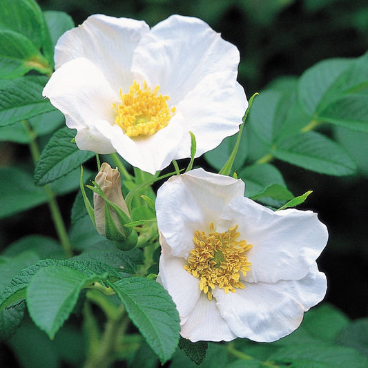 White Rugosa Rose (Rosa rugosa 'Alba')