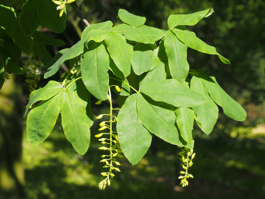 Scotch Laburnum (Laburnum alpinum)