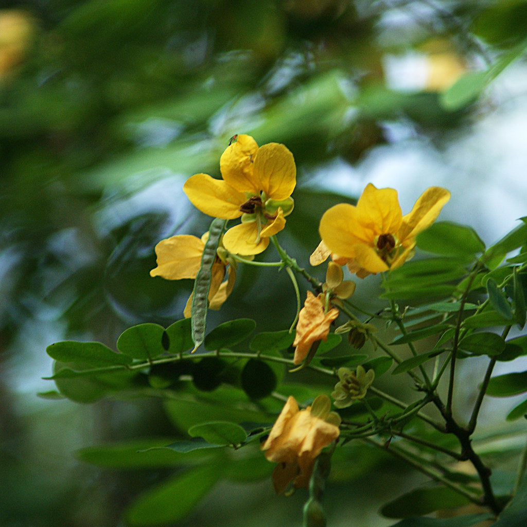 Christmasbush Money Rambling Candlewood (Senna bicapsularis)