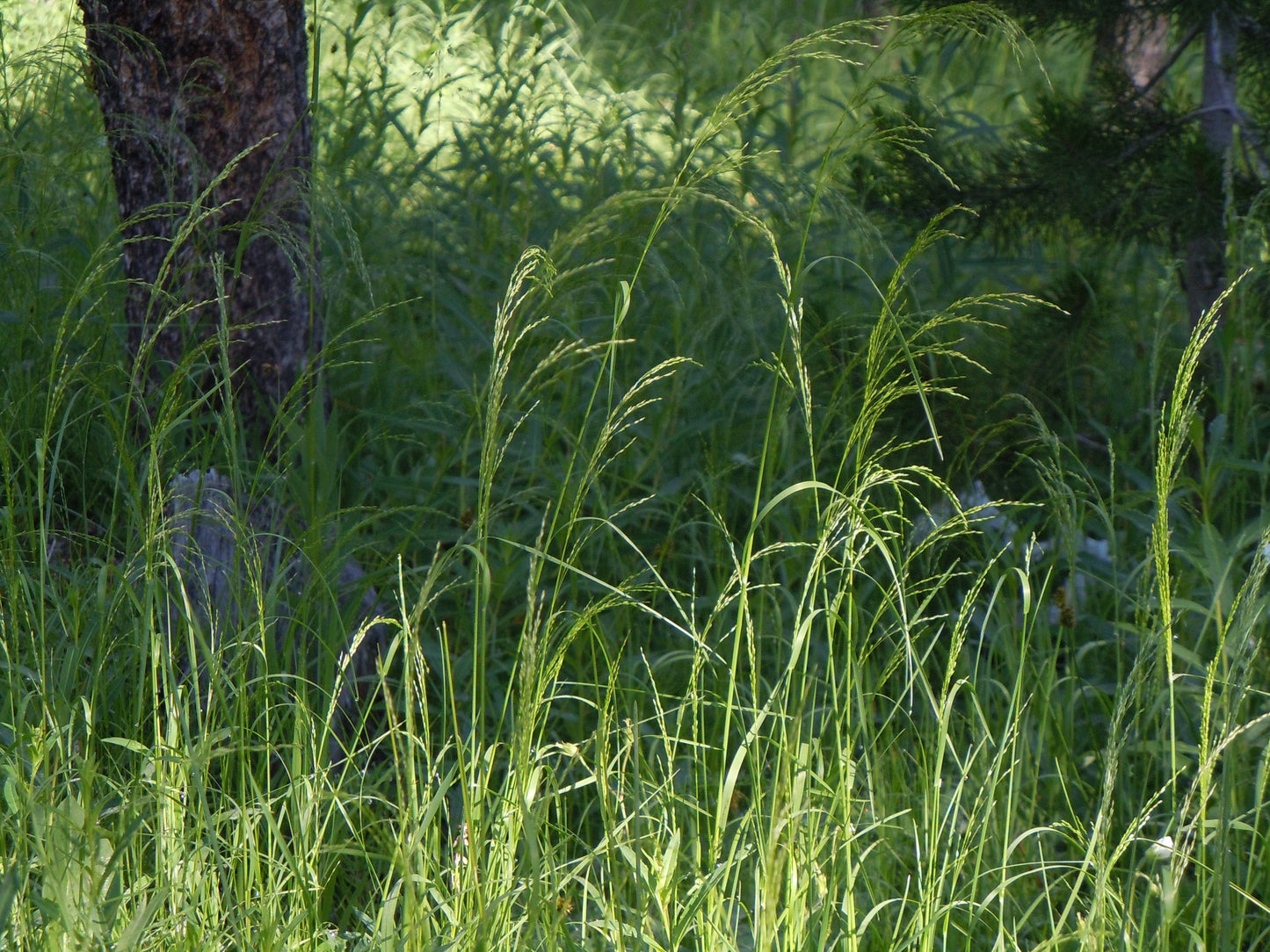 Fowl Bluegrass Meadow-grass (Poa palustris)