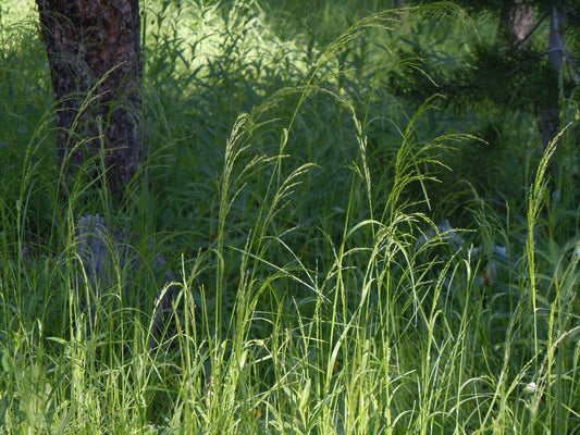 Fowl Bluegrass Meadow-grass (Poa palustris)