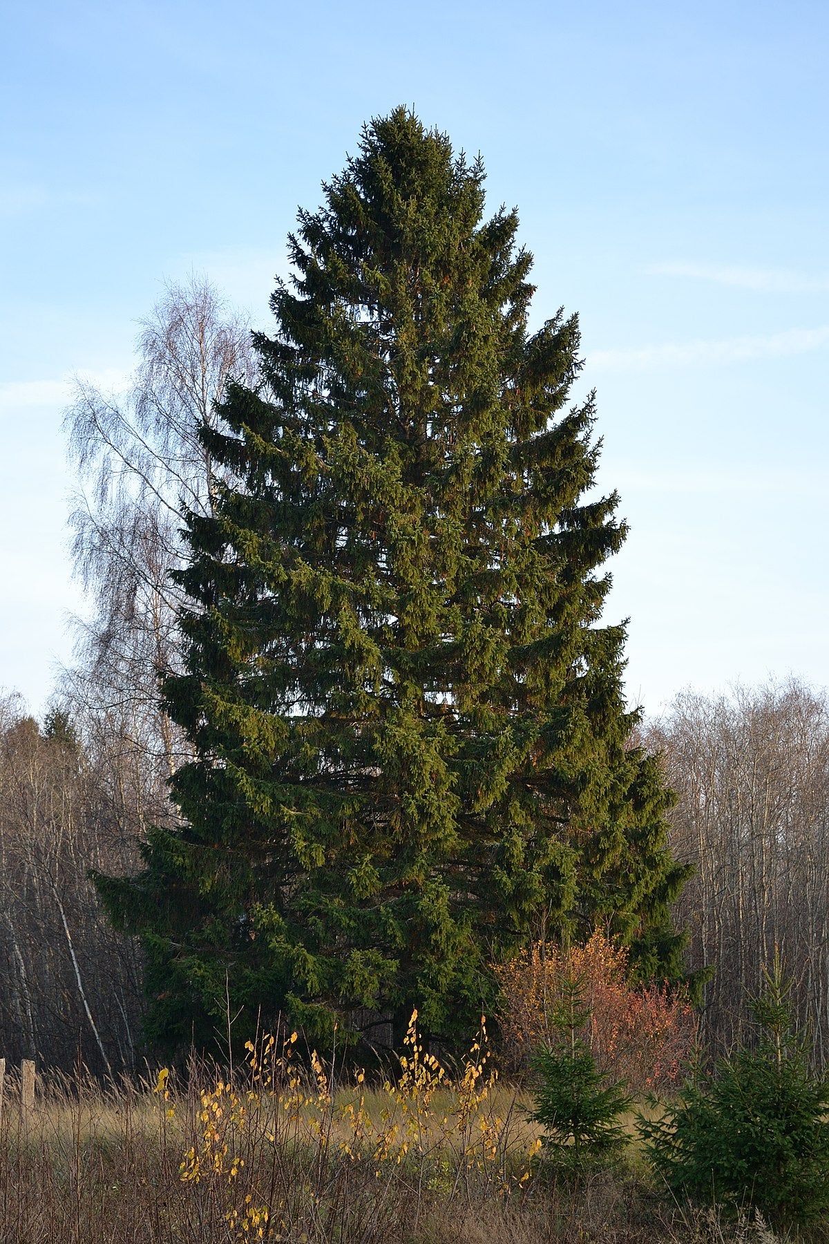 Norway Spruce (Picea abies North America)
