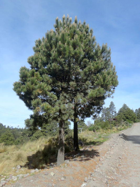 Ocote Caretilla Pinabete Pino Ocote Schwerdtfegers Pine Tecun Uman Pine (Pinus tecunumanii)