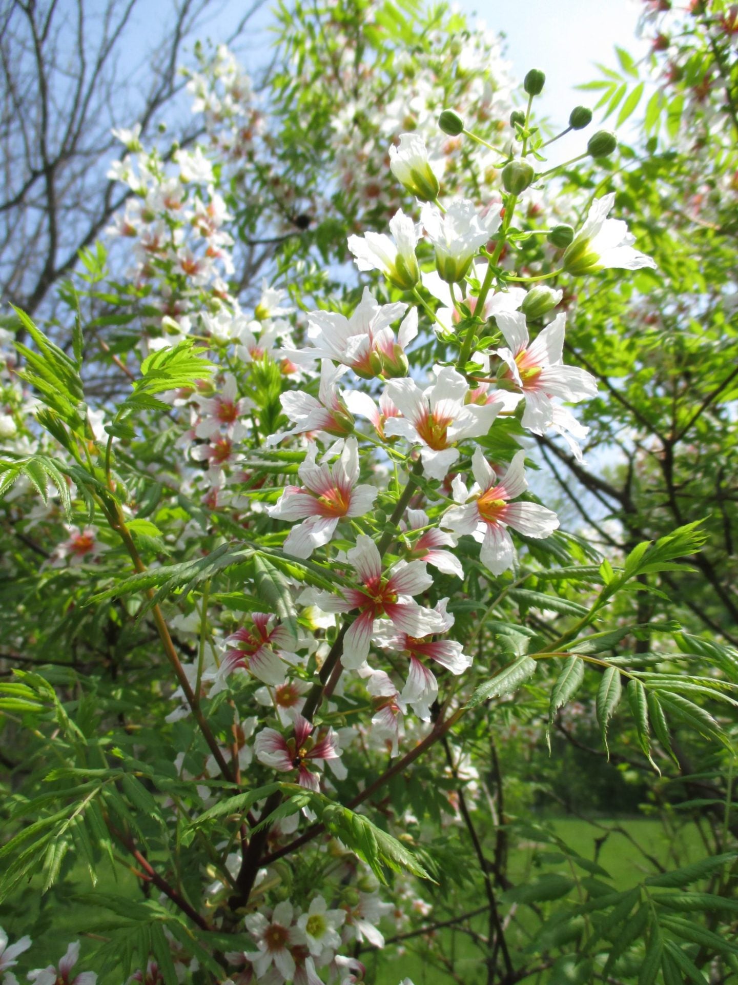 Yellowhorn (Xanthoceras sorbifolium)
