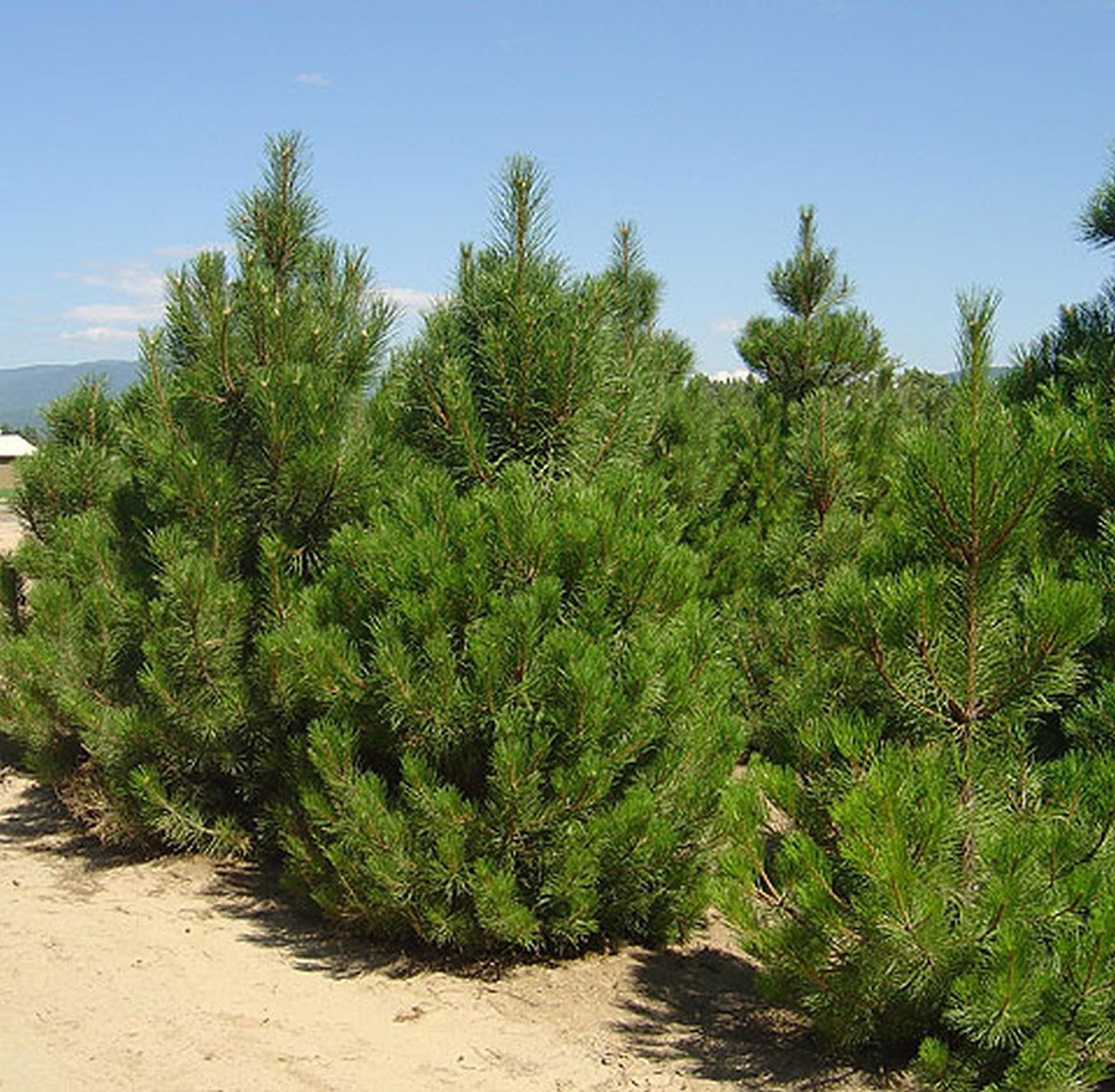 Turkish Black Pine (Pinus nigra ssp. nigra var. caramanica Turkey)