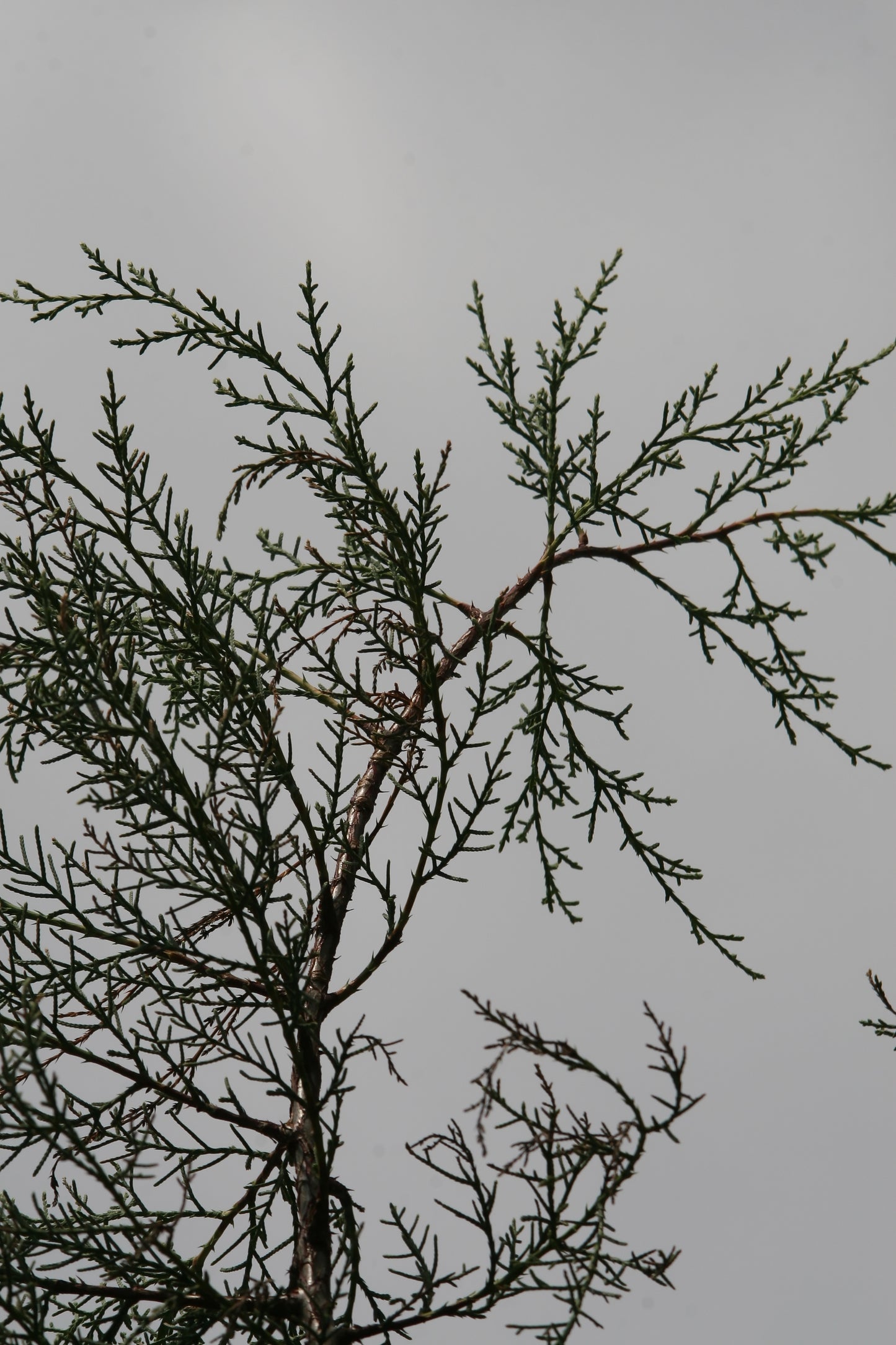 Piute Cypress (Hesperocyparis nevadensis)