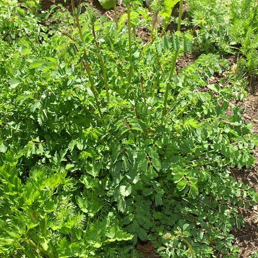 Summer Savory (Satureja hortensis)