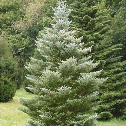 Korean Fir (Abies koreana)