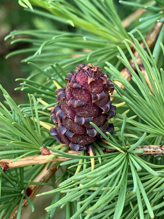 Siberian Larch (Larix sibirica)