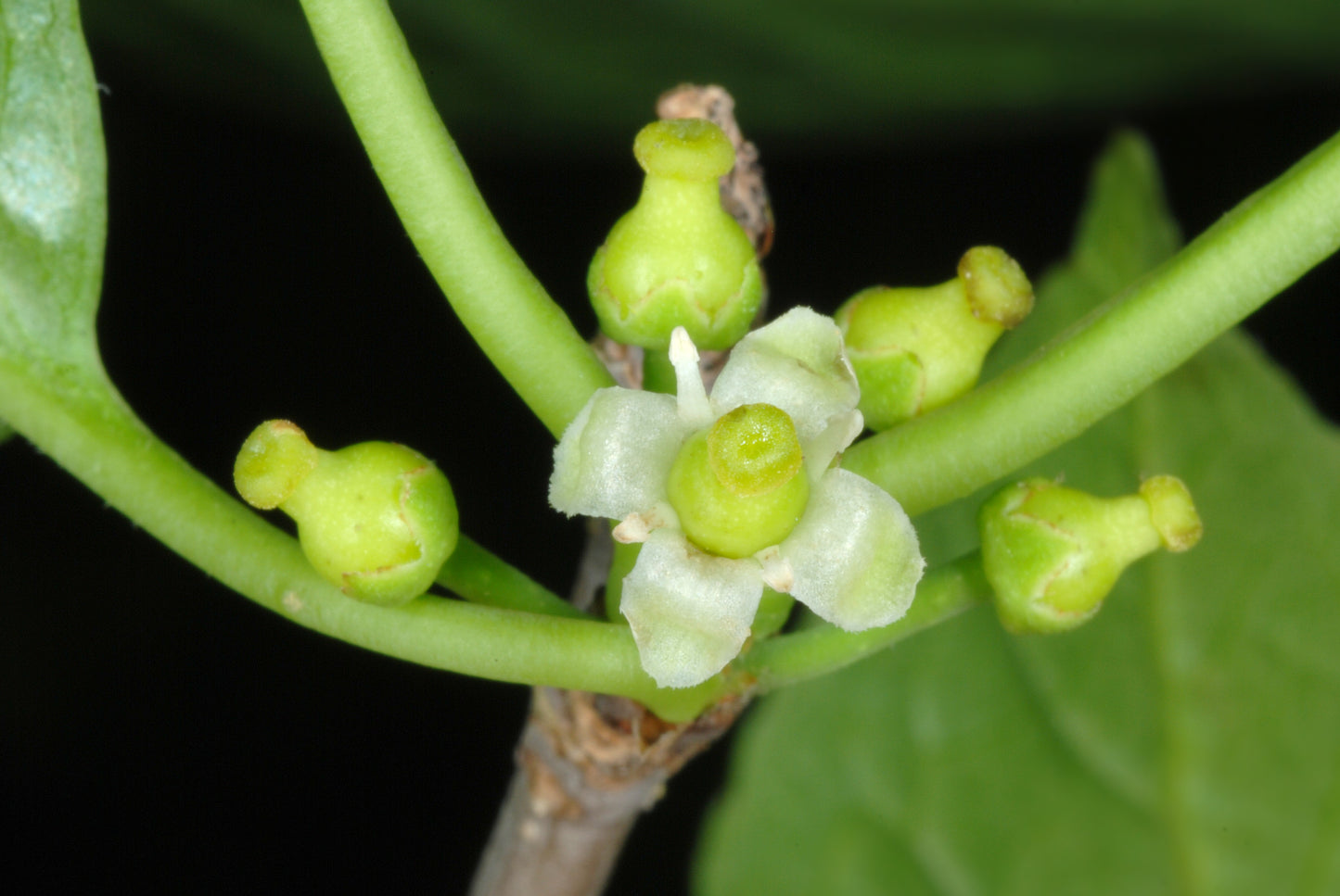 Mountain Holly Mountain Winterberry (Ilex montana)