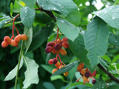 Indian Plum Oso Berry (Oemleria cerasiformis)