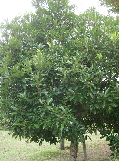Japanese Stone Oak (Lithocarpus edulis)