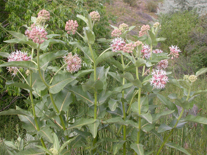 Showy Milkweed (Asclepias speciosa)