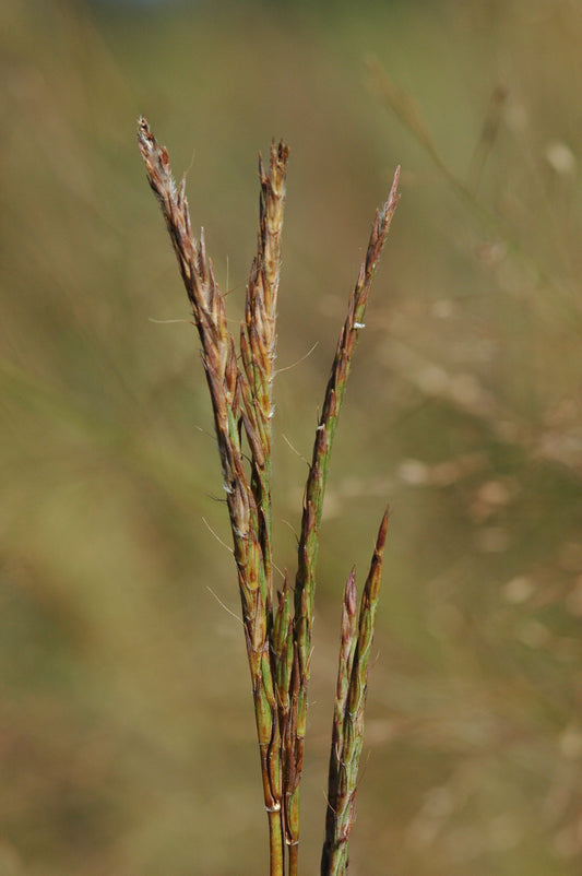 Rountree Big Bluestem (Andropogon gerardii 'Rountree')