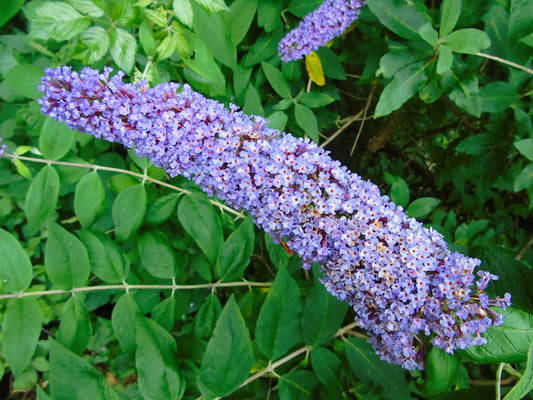 Butterfly Bush Orange Eye Butterflybush Summer Lilac (Buddleja davidii)