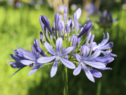 African-lily Lily Nile (Agapanthus praecox)